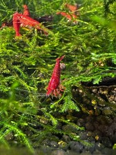 10+ Bloody Mary Light Red Neocaridina Shrimp - FREE PRIORITY SHIPPING