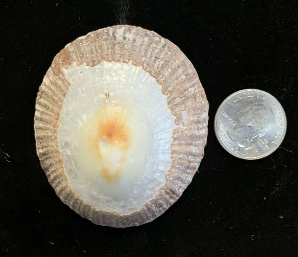 6 HUGE Hawaiian Koele Opihi (limpet) Shells - Image 4 of 4