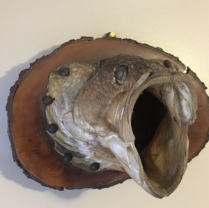 Vtg Big Mouth Bass Taxidermy Head Open Mouth Tongue Wall Mount Oddity Macabre 
