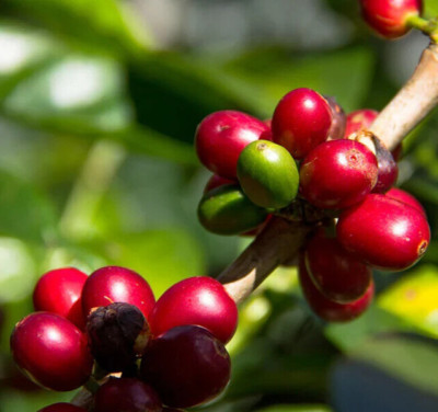 120+ Kent Coffee Seedss (Coffea sp.) Coffee Bean
