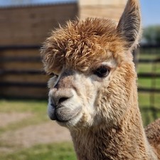 Bellatix's Fawn Huacaya Alpaca Raw Blanket Fleece 1.0kg For Spinning&Felting