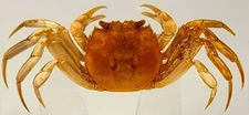 2.9" Real Freshwater Mitten Handed Golden Crab in Clear Lucite Resin Paperweight