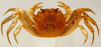 2.9 '' Echt Süßwasser Fäustling Händige Golden Crab IN Klar Lucite Kunstharz