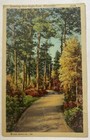 Cartolina d'epoca ~ Una strada attraverso i saluti del bosco ~ Eagle River Wisconsin WI