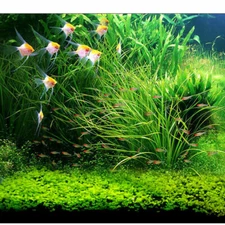 Aquarium Grass Seeds (Big Cow Hair Grass) Aquarium plant USA 