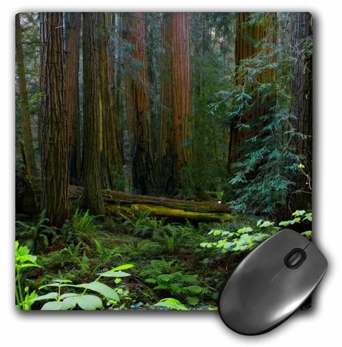 3dRose USA, California. Redwoods in Muir Woods NM. MousePad