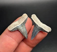 Stunning Pair Of Lemon Shark Teeth BV Florida Gems Megalodon Era