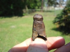 RARE ROOTED ALLIGATOR TOOTH FLORIDA FOSSILS ICE AGE EXTINCT CROCODILE BONES JAW