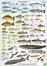 Poster Süßwasserfische Deutschlands, Krebse...