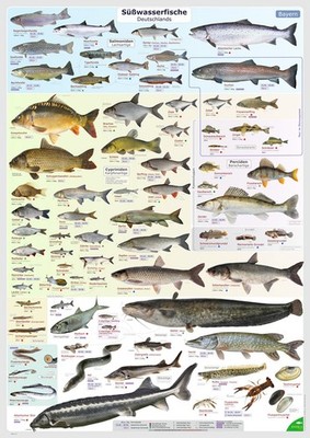 Poster Süßwasserfische Deutschlands, Krebse und Muscheln   BAYERN