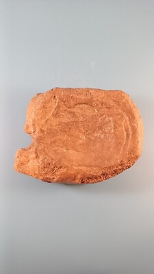 Fossile Walwirbel ca. 75 bis 15 Millionen Jahre alt