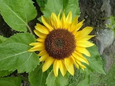 Big Smile Dwarf Sunflower: 20 Seeds