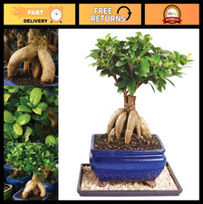 Live Ginseng Ficus Bonsai Tree - 6 Year Old, 8-12" Indoor Plant in Ceramic Pot 