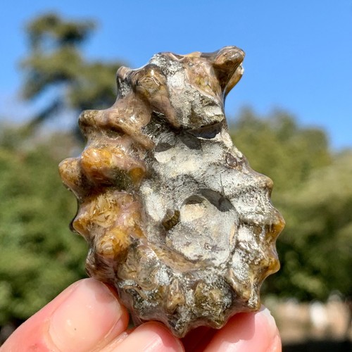 45G Selten! Natürlicher Tentakel Ammonit Fossil Präparat Muschel Heilung Madagaskar - Bild 1 von 24