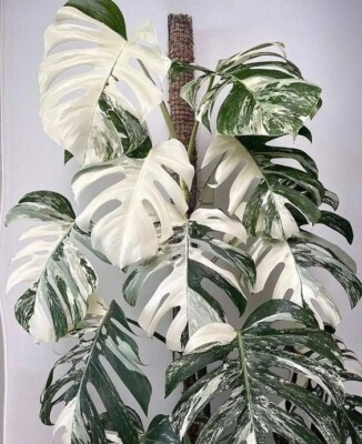 monstera topf kaufen Monstera Minima main image 1
