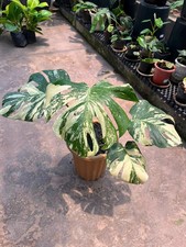 Real Picture Monstera Milky Way Variegated 4 Leaves Rare Plant
