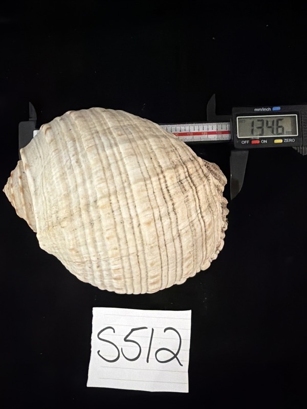 Tonna Dolium Shell 134.6mm No Collection Data (S512)