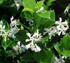 Confederate Jasmine Vine - Live Plant- ( 1 QT )