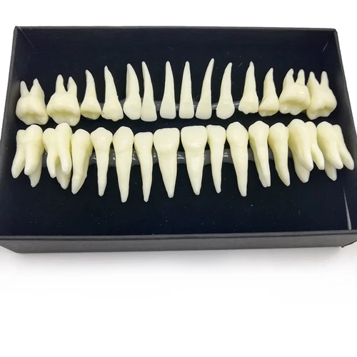 28Pcs Dental 1:1 Permanent Teeth Demonstration Full Teeth Study Teach Model