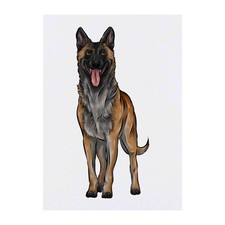 'Belgian Malinois' Temporary Tattoos / Transfers TO00045592 