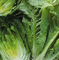 Lettuce Parris Island Romaine Great Heirloom Vegetable By Seed Kingdom Bulk 5 Lb Lettuce Parris Island Romaine Great Heirloom Vegetable By Seed Kingdom Bulk 5 Lb