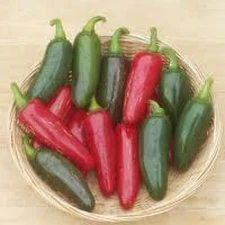 25 JALAPENO M PEPPER SEEDS ~ heirloomseedguy ~ 2026 ~ NON-GMO