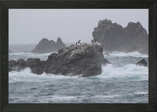 Cornish Chough's relaxing on the ro Framed Wall Art Poster Canvas Print Picture
