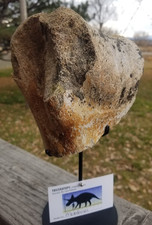 Nice Triceratops Tarsal Section Fossil Specimen Defined Cretaceous Hell Creek MT