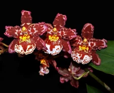 Oncostele Eye Candy 'Pinkie',  Oncidium type Orchid Plant Shipped in 2.5" Pot