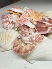 New! Natural Folded Scallops Pre Drilled Holes DIY Jewelry Making Crafting Lot — photo 8