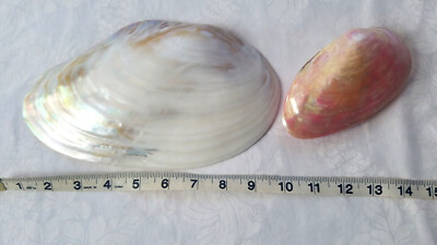 Large Polished Mussel Shell Half 9-1/4'' and Whole Polished Mussel Shell 5-1/4''