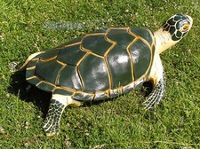Wasserschildkr&ouml;te Schildkr&ouml;tte Meeresschildkr&ouml;te Maritim Figur Statue Skulptur