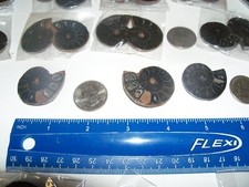 Ammonite fossil rare black slice split. 1 large slice ammonite per lot