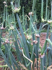 6 bulbilles d'oignons rocamboles non traités