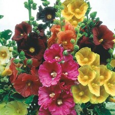 Hollyhock Seeds Giant Single Mixed x 20 large cupshaped flowers