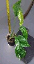 Epipremnum Pinnatum Albo Variegata Rare Aroid Variegated House Plant