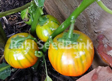 25 TURKISH ORANGE EGGPLANT Scarlet Solanum Aethiopicum Fruit