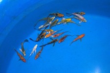 20 x 2-3" Butterfly Koi Carp A High quality Direct from the farm