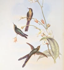 Gould PURPLE-TAILED COMET Hummingbirds Vintage Bird Art Print Bookplate S-39