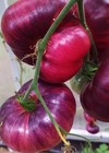 TOMATO 20 SEEDS AMETHYST JEWEL BLACK PINK RARE HEIRLOOM NO GMO