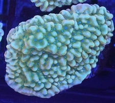 [WYSIWYG] WWC Kung Pao Montipora Frag #6 Easy Monti SPS Live Coral