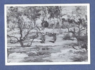 1964 DONRUSS COMBAT SERIES II TV SHOW B&W SELMAR: #71 SPREAD OUT! WATCH OUT!