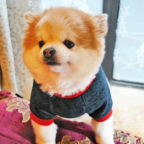I Love Mummy/Daddy Dog Jumper Chihuahua Clothes Pet Puppy Cat Sweater Purppy UK - Picture 9 of 34