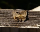 Picture 2 of 2