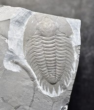 HUGE Malungia (Dolerolenus) Trilobite with Cricocosmia! Lower Cambrian, China