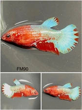 Female Betta Live Fish - Koi Red Fancy HMPK - FM90 - Sorority Or Breeding