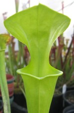 Carnivorous Plant - Sarracenia flava var maxima - 20+ seeds (Mar 2026)