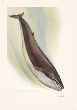 1960 FIN WHALE Print - Vintage Animal Wall Art Decor - 7.5 x 10.6 Inches