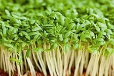 16 oz Cress