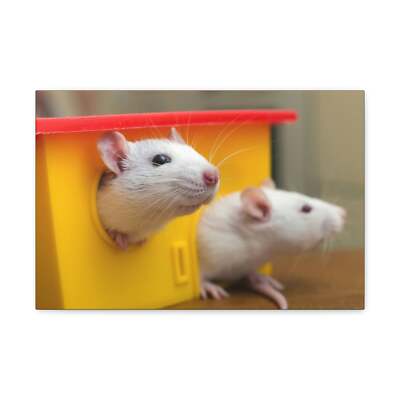 Funny Rat Couple of Silly Rat Inside Wall Art Ready to Hang